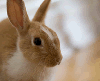 Video of Bunnies